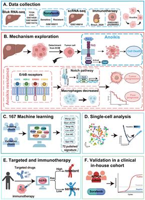 Integrating anoikis and ErbB signaling insights with machine learning and single-cell analysis for predicting prognosis and immune-targeted therapy outcomes in hepatocellular carcinoma